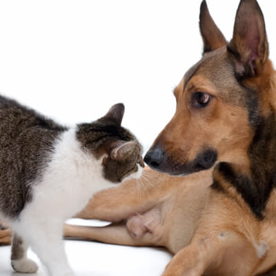 Pierce Housecall Veterinary Service in Bossier City, LA - Cat and Dog